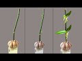 Just garlic immediately the orchid will grow on branches and bloom forever