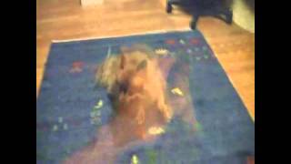 Hoboware Dog Scan