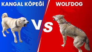 Wolfdog VS Kangal Köpeği / Safkan Kangallarının Özellikleri by ÇİFTÇİ TV 585 views 6 days ago 38 minutes
