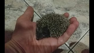 видео: Приручил Ёжика дикого. картинка: Приручил Ёжика дикого.