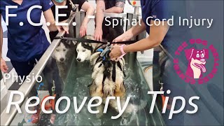 FCE overview - Spinal Cord Injury in Dogs. Obi’s Recovery & Physio Tips for Home