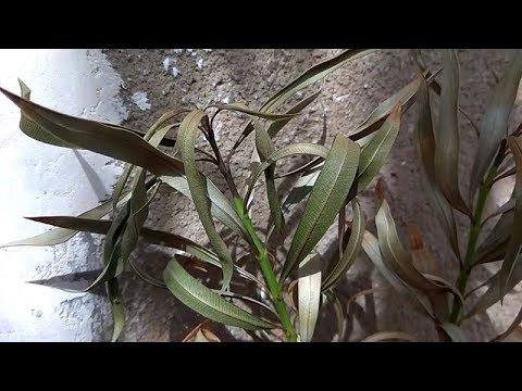Видео: Проблемы с растениями олеандра - что делать с олеандром с желтыми листьями