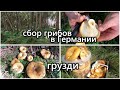 сбор грибов | за грибами в Германии | тихая охота на грузди