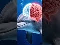 Dolphins Sleep With Half Their Brain Awake! 🤯 #facts #biology #shorts