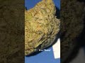 TK White Zerbet EXOTIC Thca Flower #thcaking THCA KING