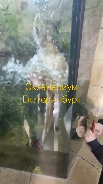 океанариум Екатеринбург - YouTube