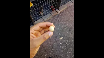 ¿Cuál es el huevo más pequeño?
