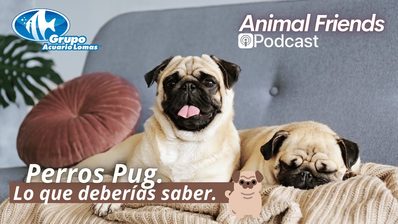 Animal Friends Podcast "Perros Lo que deberías saber." - YouTube