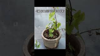#식물키우기 #식물관리 #병충해 #파리 #파리똥 #식물인테리어 #plants #분갈이주의점 #정원놀이 #반려식물 #아이비 #아이비키우기