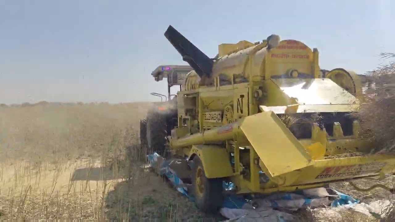 खेत से कटाई के बाद सरसों की थ्रेसिंग -2