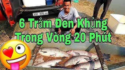 #Câucá #Câulục Câu Lục | Cận Cảnh Trắm Đen Quấn Ổ Đè Phao 20 Phút Bắt 6 Trắm Đen Khủng