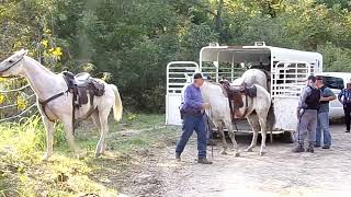 Texas Prison Dogs Unloading To Find Escaped Suspect