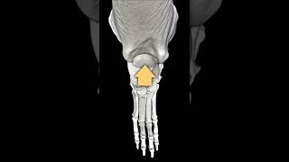 Do puppies with patellar luxation need surgery?