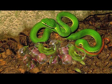 animal attacks reddit Amazing Deadly Viper Snake Giving Birth