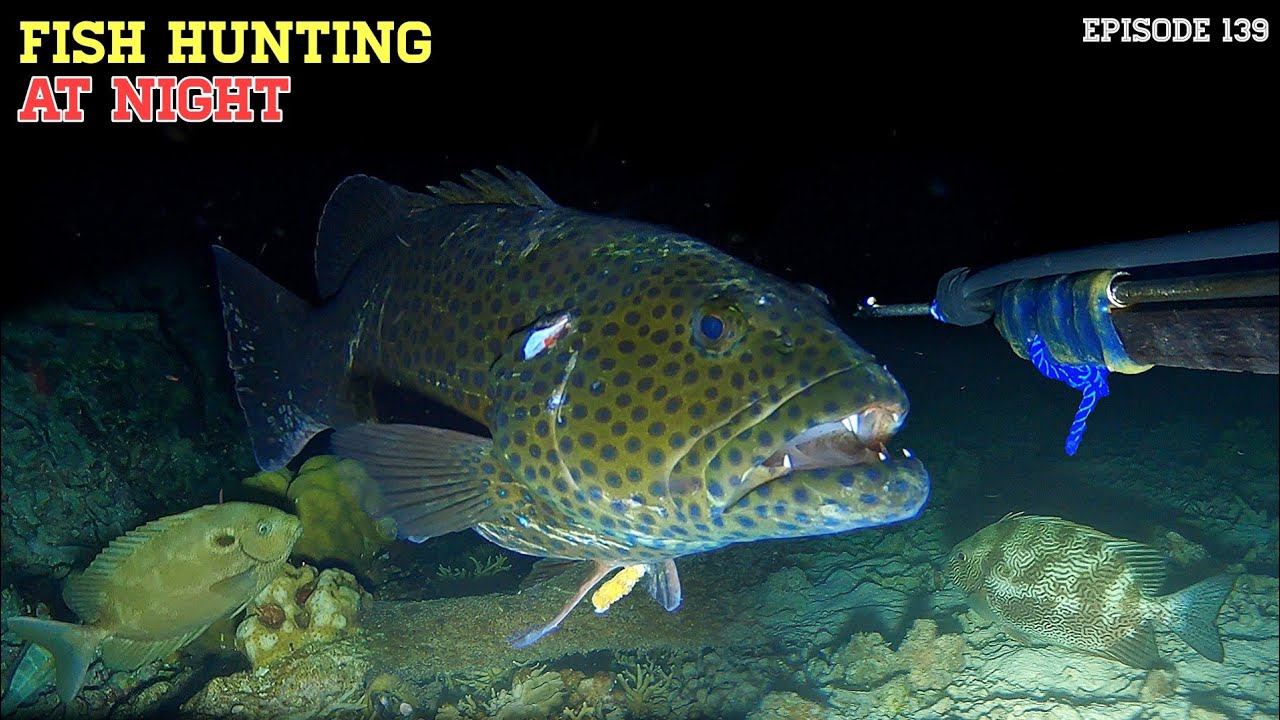 NIGHT SPEARFISHING EPISODE 139 | FISH HUNTING AT NIGHT