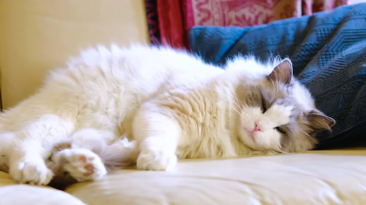 Watch the video about Ragdoll Cats are the Perfect Pet! 🐱💕☀️ #ragdollcat