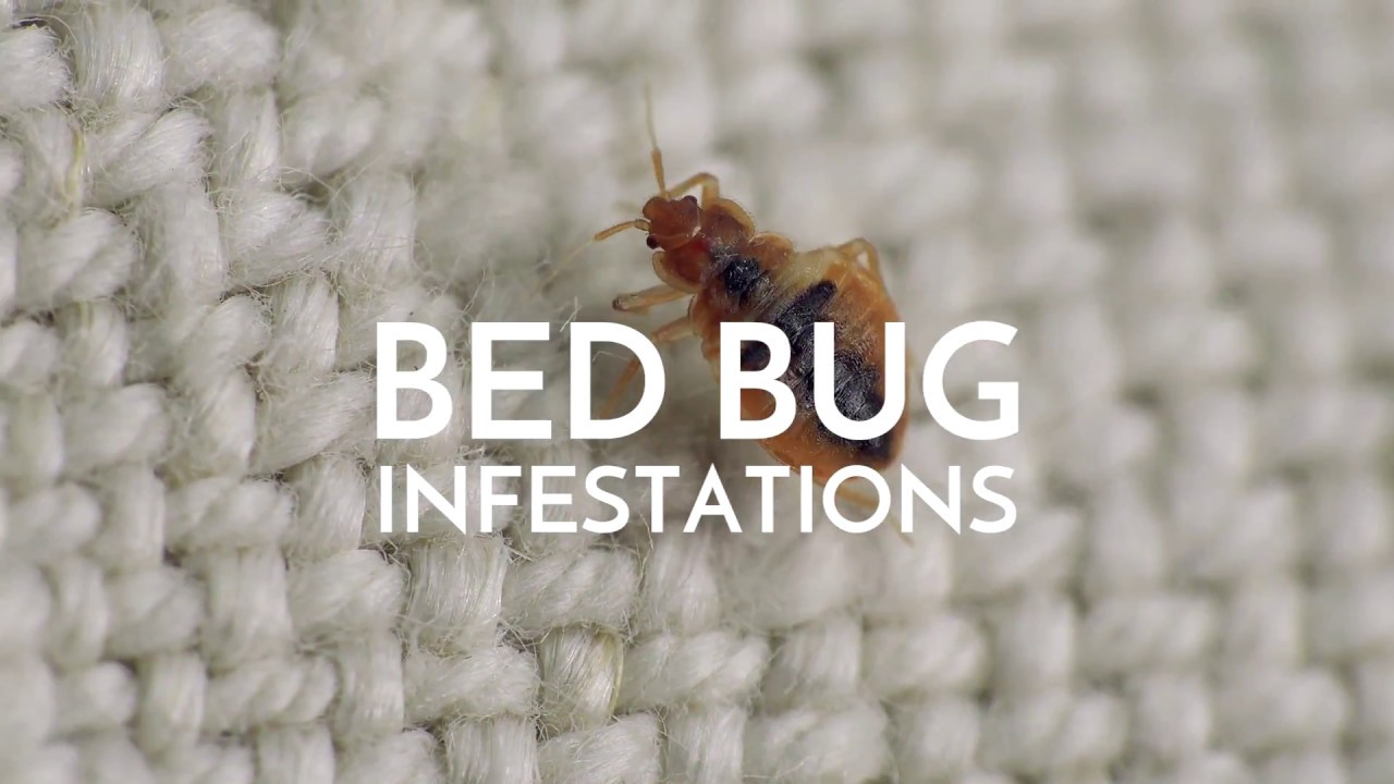 Bed Bug Control By Arrow Pest Control