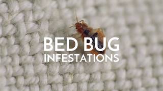 Bed Bug Control By Arrow Pest Control