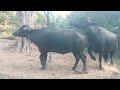 A first time to meet buffalo with farm
