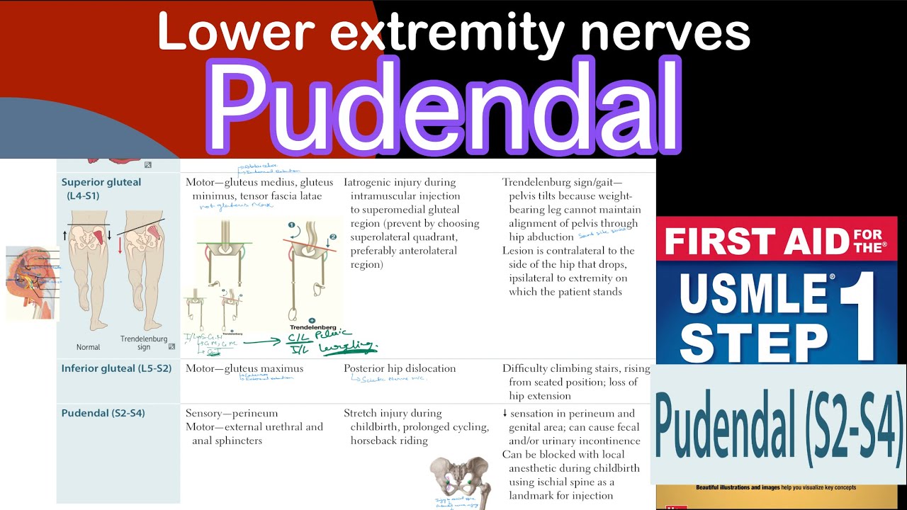Pudendal nerve in Hindi/Urdu by first aid for USMLE step 1 - YouTube