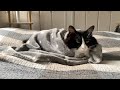 猫が拗ねる瞬間が乙女過ぎて怖い...