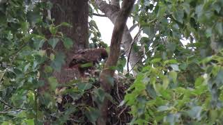 MVI 9962 red tail hawk feeding part 2