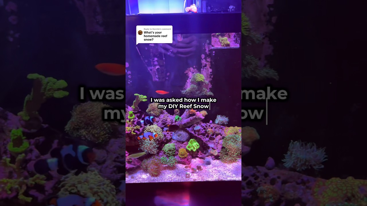 This reef snow recipe will make your tank pop 💪 