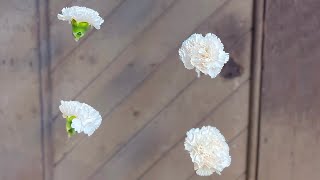 Easy Carnation Garland