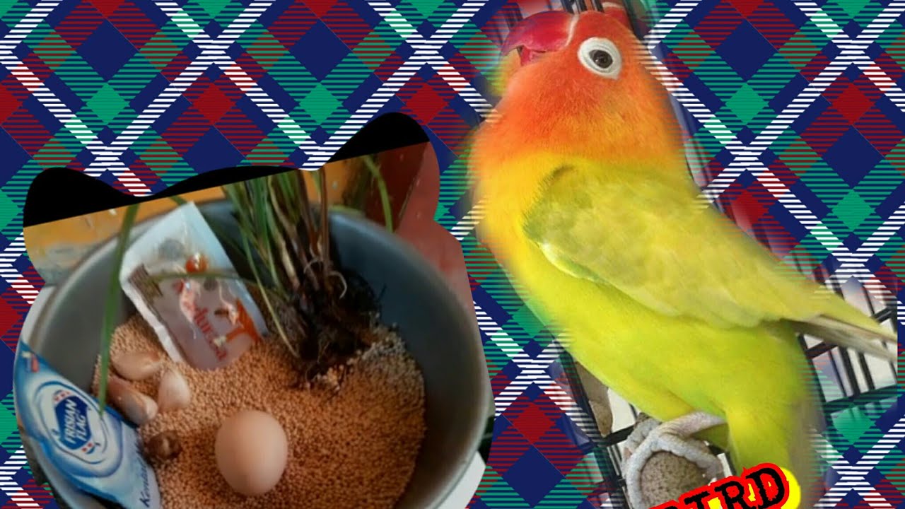 Pakan burung lovebird biar ngekek panjang dan crewet 