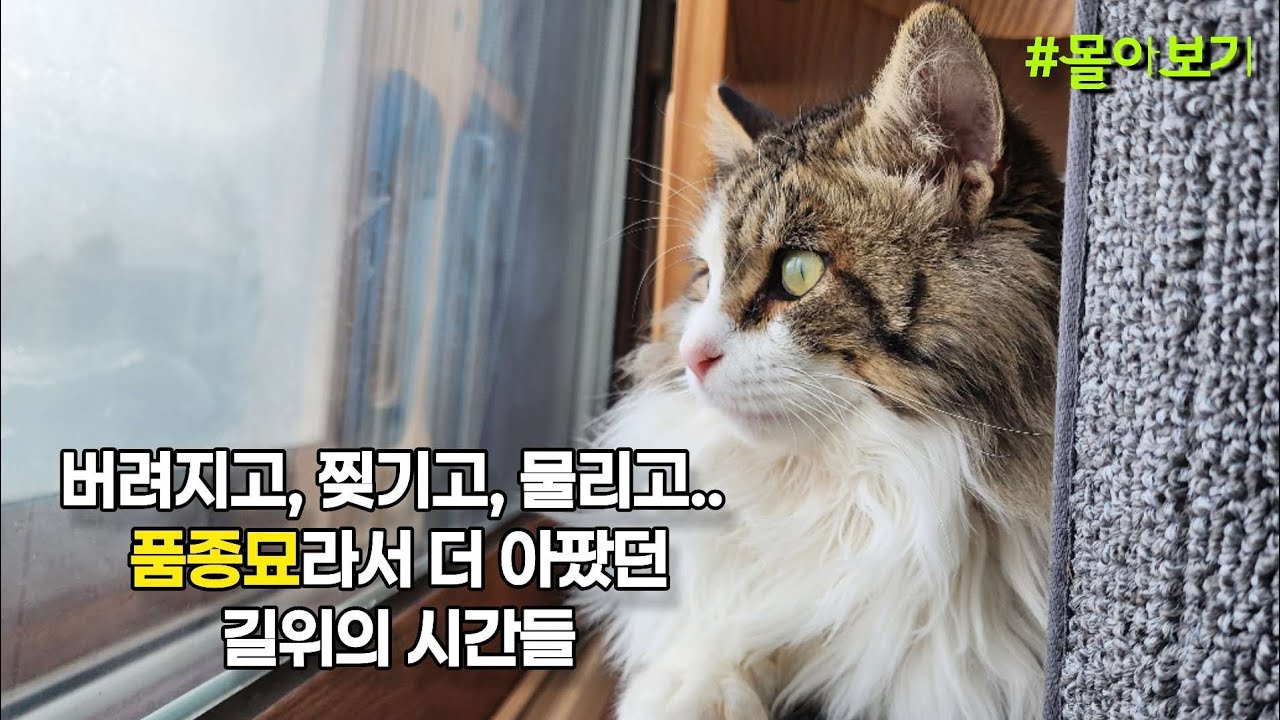 찢기고, 물리고 품종묘라서 더 아팠던 유기.. 사랑이가 견뎌야 했던 길 위의 시간들 구조,입양까지 [몰아보기]