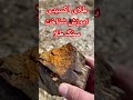 آموزش شناخت سنگ طلا اکسیدی مجتمع معدنکاوان آروند شرق شمش سرمایه خاک طلا پلاتین ترند Satisfying 