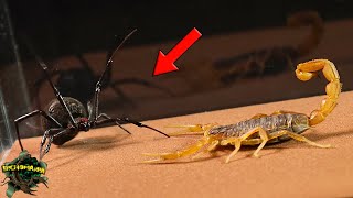 AWESOME!  SCORPION and BLACK WIDOW Meet + Other EPIC Encounters!