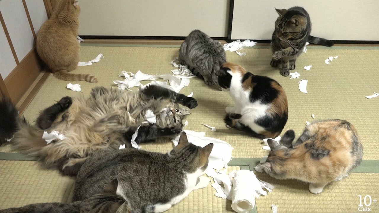 トイレットペーパーでいたずらする猫たち Youtube