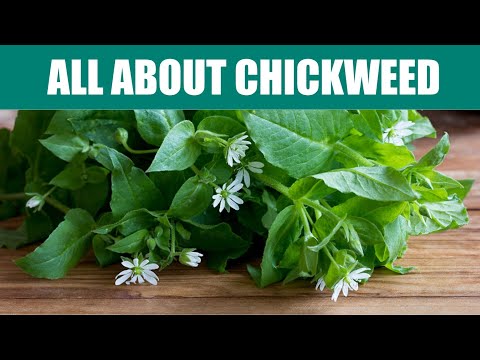 Chickweed: Uses, Benefits & Side Effects