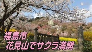 花見山の桜が満開　観光客受け入れを再開　福島市