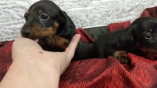 AKC Champion Daishi x Apollo girl pups #dachshund #wtlkennel