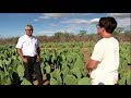 18. Agricultura Biossalina - Importante Tecnologia para o Semiárido do Nordeste