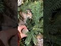 Rysya the Cat's Christmas Tree Adventure