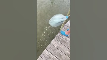 Catching A Crab In The Cast Net