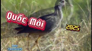 Tiếng quốc mới 2025 . File đánh lưới đêm | tiếng chim việt nam