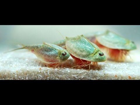 Triops kweken Dag 1 tot en met Dag 9.