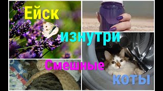 Ейск изнутри/Смешные КОТЫ/С утра на МОРЕ!