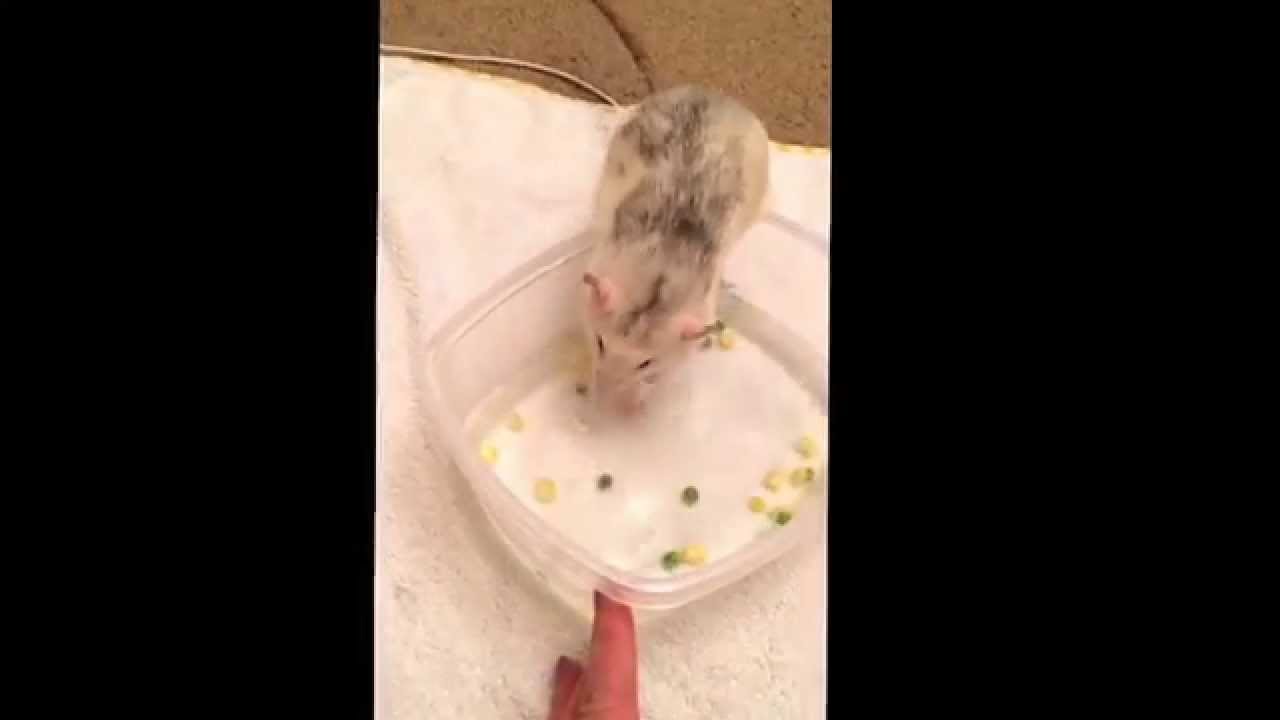 Bandit, the friendliest rat in the world! Fishing for sweet corn and peas :)