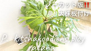 大株‼️ノーカット版‼️ビカクシダ　キチャクッティネス　プロイ　ラターナ板付けの基本 Platycerium . x kitshakoodiens ploy ratana ご依頼ありがとうございます