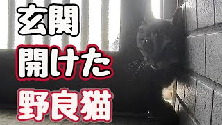 取引猫　リクエスト8点 まさかの扉開け…【野良猫】 - YouTube