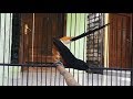 Murai Batu Ini Sukses Bikin Ngamuk Murai Lain Dan Bongkar Isian Mp3 - Mp4 Download