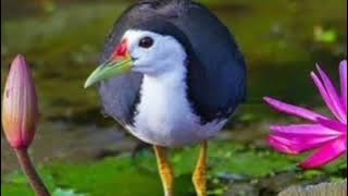 Water hen awaaz #jal #murgi Bird