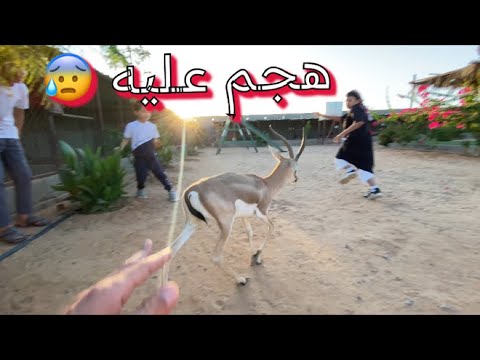 طلعنا الغزال من العزل الانفرادي