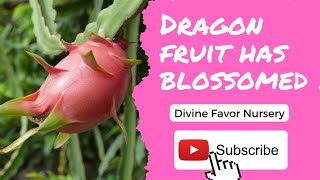 Dragon Fruit Has Blossomed Flowers