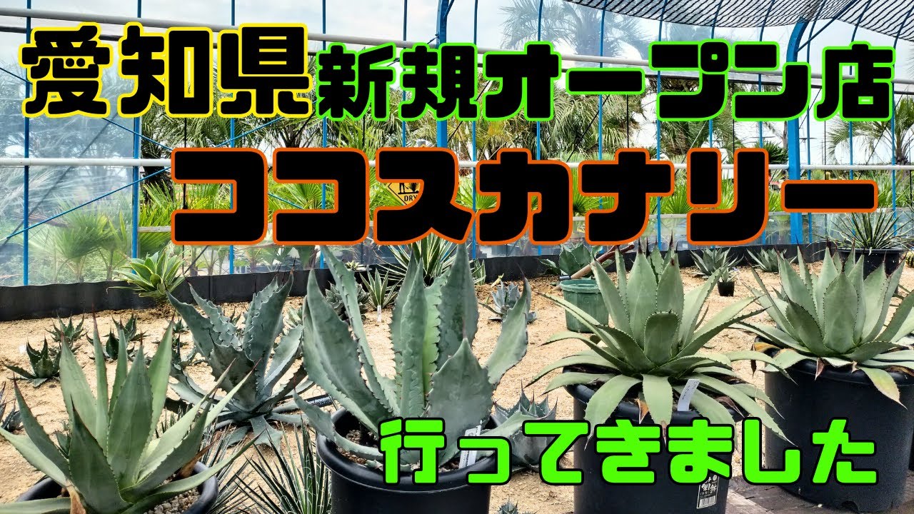 【店舗紹介】ヤシ＆アガベ盛りだくさん！新規オープンしたココスカナリーに行ってきました☆
